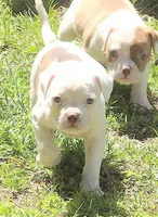 Female 1, a female American Bulldog for sale in Chester, IL – Photo 2 of 5
