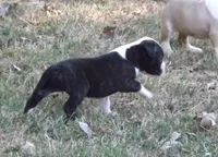 Female 2, a female American Bulldog for sale in Chester, IL – 3 of 9