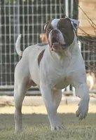 Female 2, a female American Bulldog for sale in Chester, IL – Photo 5 of 5
