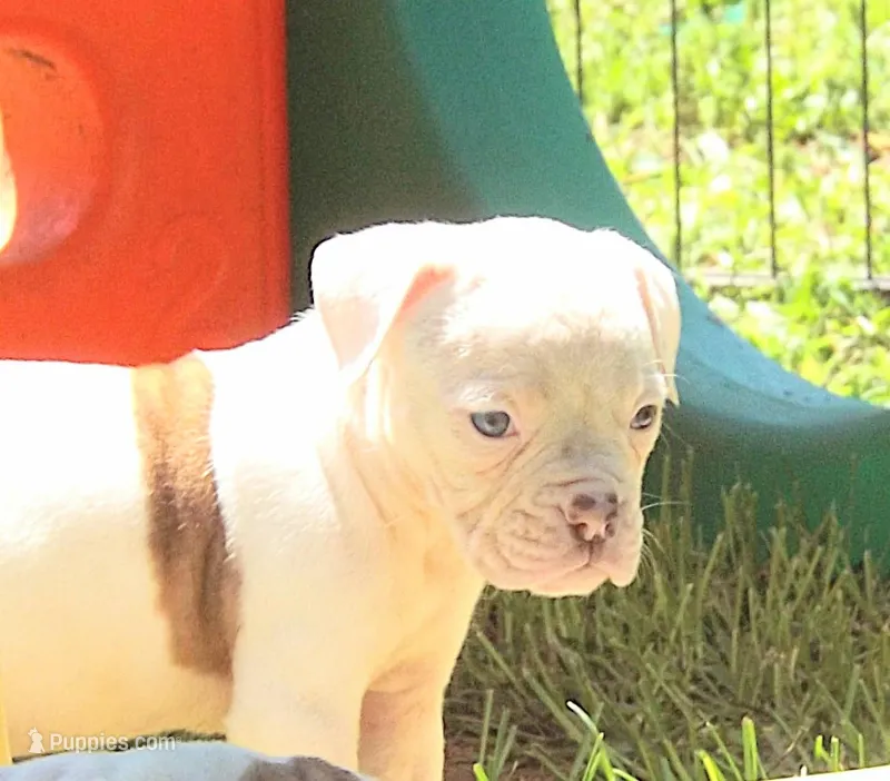 Female 2, a female American Bulldog for sale in Chester, IL – Photo 1 of 5