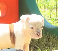Female 2, a female American Bulldog for sale in Chester, IL – Photo 1 of 5
