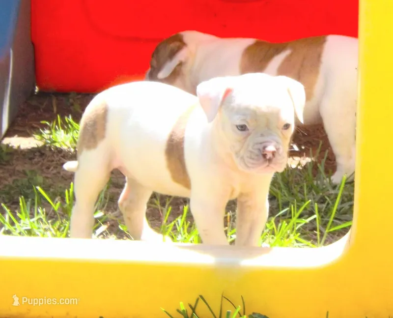 Female 2 – American Bulldog puppy for sale in Chester, IL