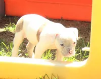 Female 2, a female American Bulldog for sale in Chester, IL – Photo 2 of 5