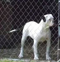 F5, a female American Bulldog for sale in Chester, IL – 6 of 7