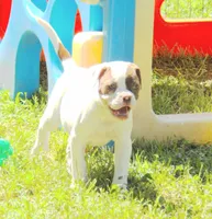 Female 3, a female American Bulldog for sale in Chester, IL – 2 of 7