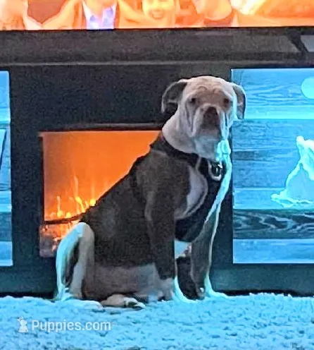 Male 1 – American Bulldog puppy for sale in Chester, IL