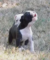 Female 2, a female American Bulldog for sale in Chester, IL – 4 of 9
