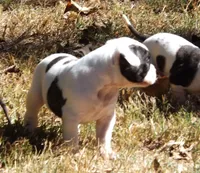 Male 1, a male American Bulldog for sale in Chester, IL – 5 of 10