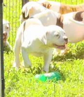 Female 1, a female American Bulldog for sale in Chester, IL – 2 of 5