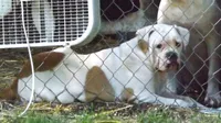 F3, a female American Bulldog for sale in Chester, IL – 5 of 8
