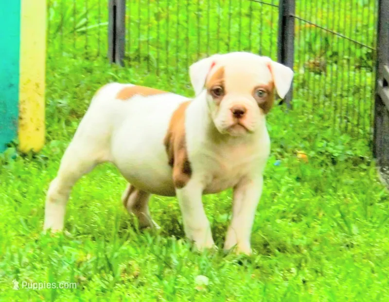 Male 2 – American Bulldog puppy for sale in Chester, IL