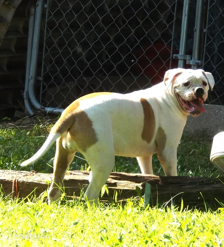 F3 – American Bulldog puppy for sale in Chester, IL