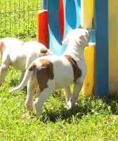 Female 2, a female American Bulldog for sale in Chester, IL – 10 of 10