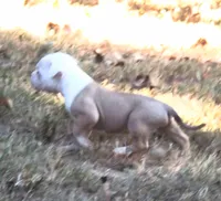 Male 2, a male American Bulldog for sale in Chester, IL – 4 of 7
