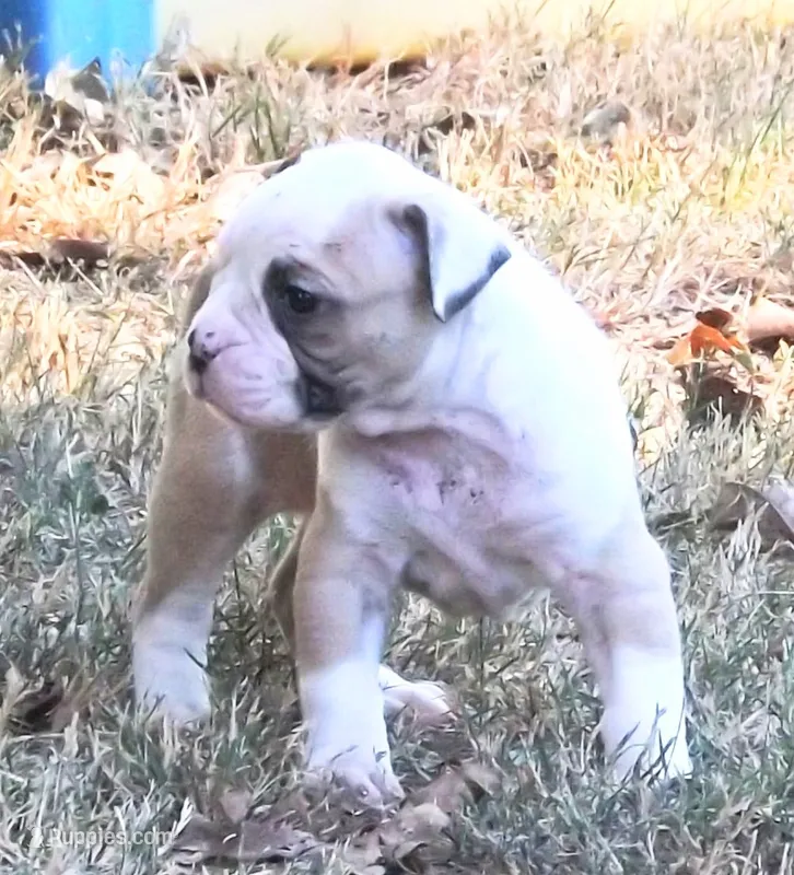 Female 3 – American Bulldog puppy for sale in Chester, IL