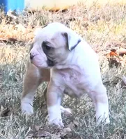 Female 3, a female American Bulldog for sale in Chester, IL – 2 of 6