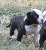 Female 2, a female American Bulldog for sale in Chester, IL – 5 of 9