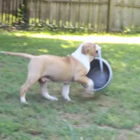 M3, a male American Bulldog for sale in Chester, IL – 7 of 9