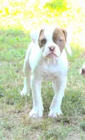 Female 3, a female American Bulldog for sale in Chester, IL – 7 of 7
