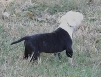 Female 1, a female American Bulldog for sale in Chester, IL – 7 of 9