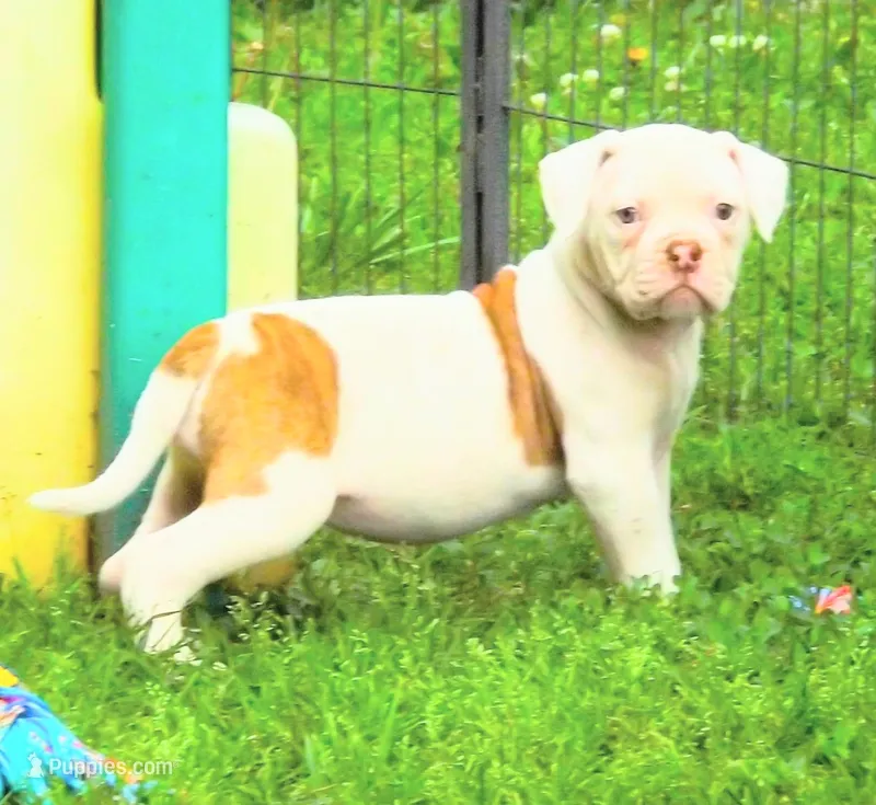 Female 2 – American Bulldog puppy for sale in Chester, IL