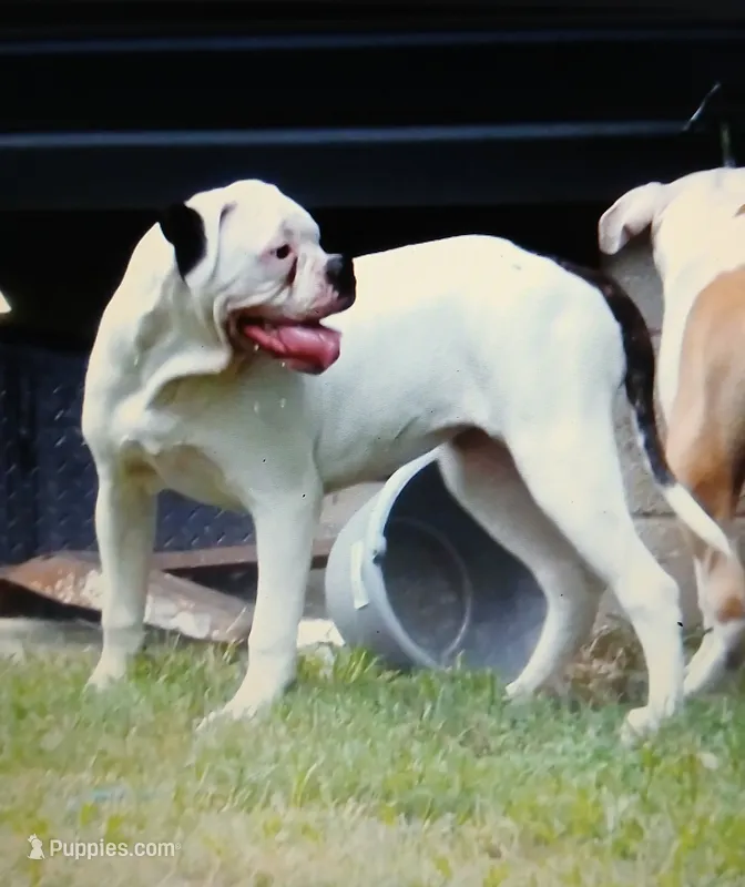 F5 – American Bulldog puppy for sale in Chester, IL