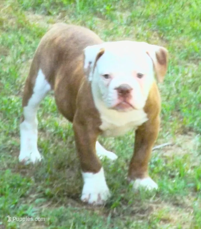 Male 1 – American Bulldog puppy for sale in Chester, IL