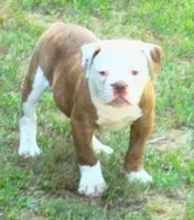 Male 1, a male American Bulldog for sale in Chester, IL – 1 of 5