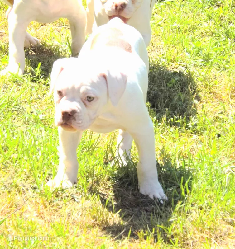 Female 1 – American Bulldog puppy for sale in Chester, IL