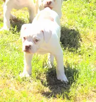 Female 1, a female American Bulldog for sale in Chester, IL – 1 of 5