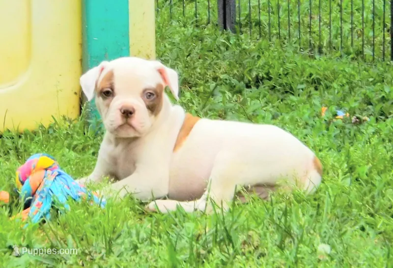 Male 2 – American Bulldog puppy for sale in Chester, IL