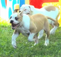 M3, a male American Bulldog for sale in Chester, IL – 2 of 9