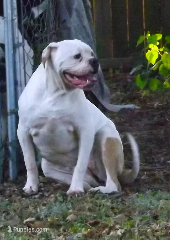 F3 – American Bulldog puppy for sale in Chester, IL