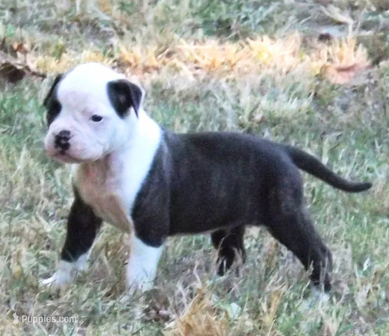 Female 2 – American Bulldog puppy for sale in Chester, IL