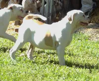 F3, a female American Bulldog for sale in Chester, IL – 4 of 9