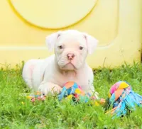 Female 2, a female American Bulldog for sale in Chester, IL – 6 of 10