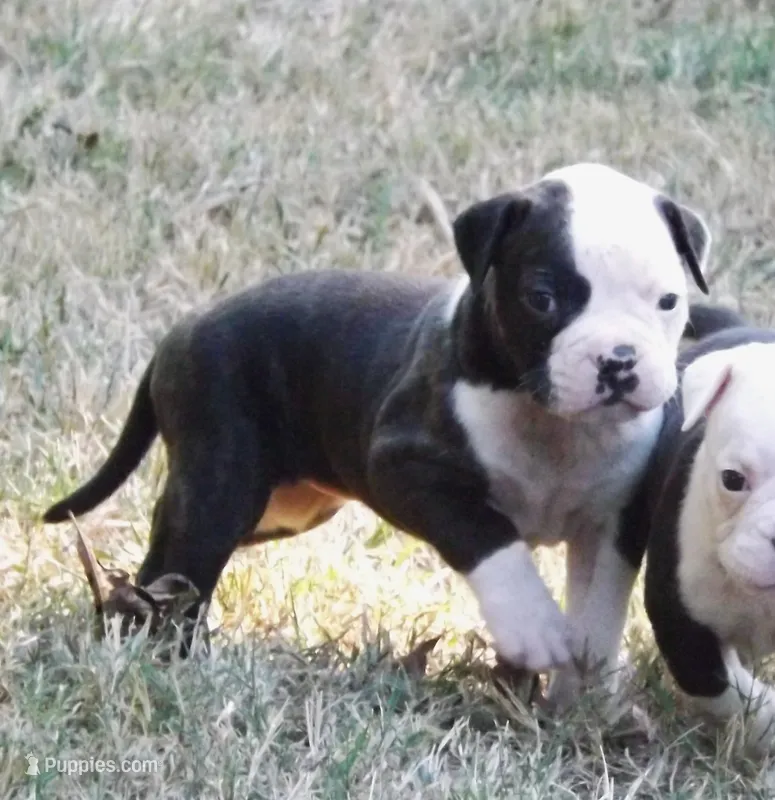 Female 2 – American Bulldog puppy for sale in Chester, IL