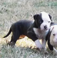 Female 2, a female American Bulldog for sale in Chester, IL – 1 of 9