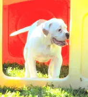 F3, a female American Bulldog for sale in Chester, IL – 1 of 9