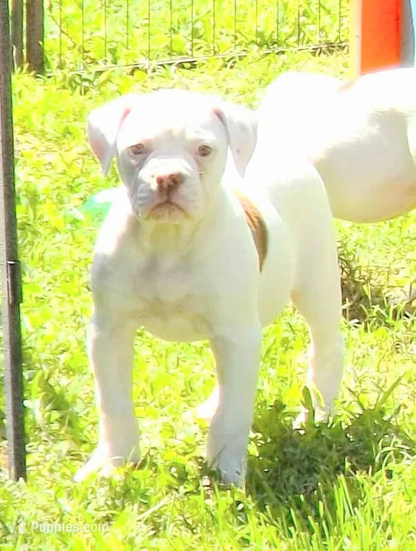 Female 2 – American Bulldog puppy for sale in Chester, IL