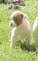 Female 3, a female American Bulldog for sale in Chester, IL – Photo 2 of 4