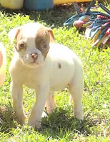 Female 3, a female American Bulldog for sale in Chester, IL – Photo 1 of 4