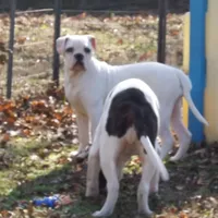 Female 1, a female American Bulldog for sale in Chester, IL – Photo 3 of 8