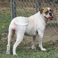 Female 1, a female American Bulldog for sale in Chester, IL – Photo 7 of 8