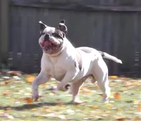 processed/997fff3d-ed27-478d-aae9-b9e9d1545b67/listing/5866ed44-faca-4c96-abe1-7e9c28161718/3fb6d9cc-5329-4871-8b1b-4458d7e0a8d7