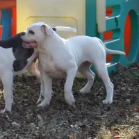 Female 1, a female American Bulldog for sale in Chester, IL – Photo 4 of 8