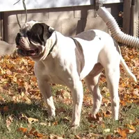 Female 1, a female American Bulldog for sale in Chester, IL – Photo 5 of 8
