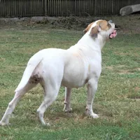 Female 1, a female American Bulldog for sale in Chester, IL – Photo 8 of 8