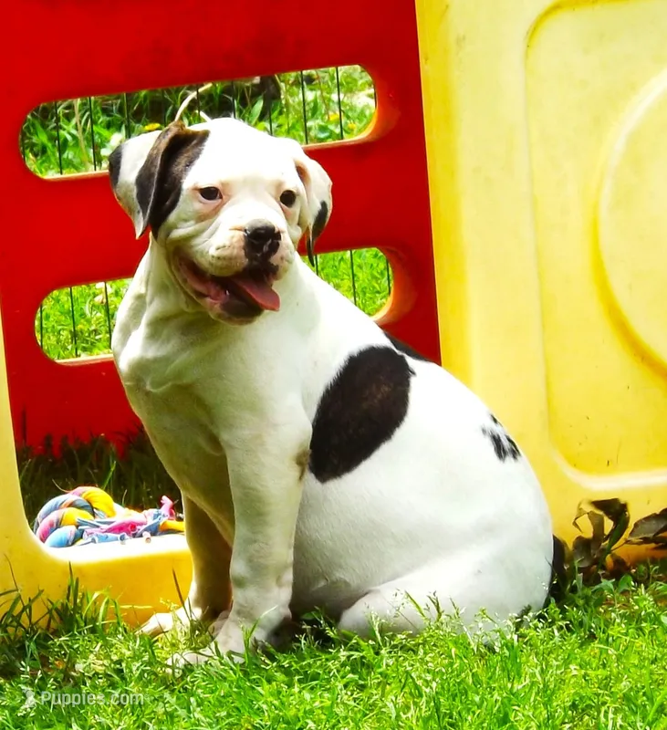 F4 – American Bulldog puppy for sale in Chester, IL