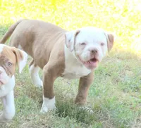 Male 1, a male American Bulldog for sale in Chester, IL – 2 of 5
